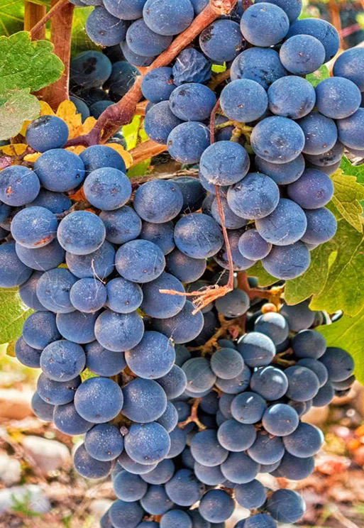 Cabernet-Sauvignon