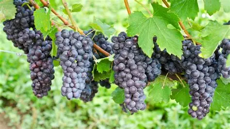 Nebbiolo