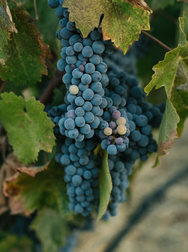 Pinotage