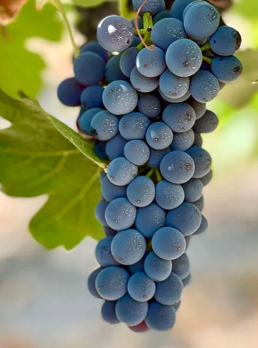Syrah