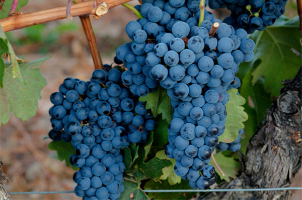 Tempranillo