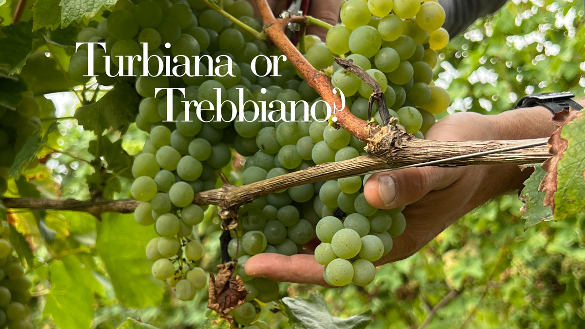 Turbiana