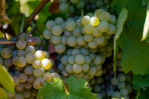 Viognier