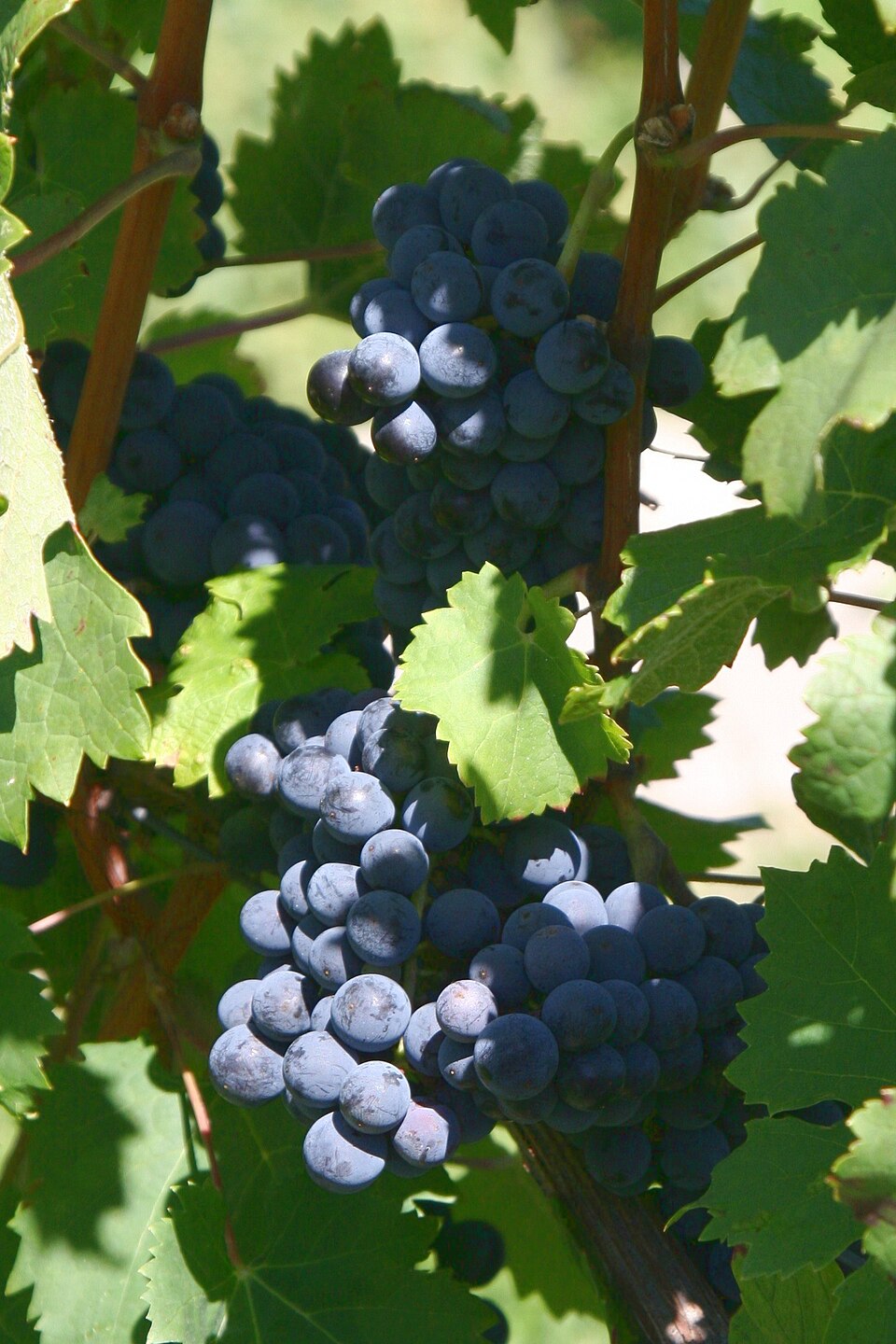 Cabernet Franc
