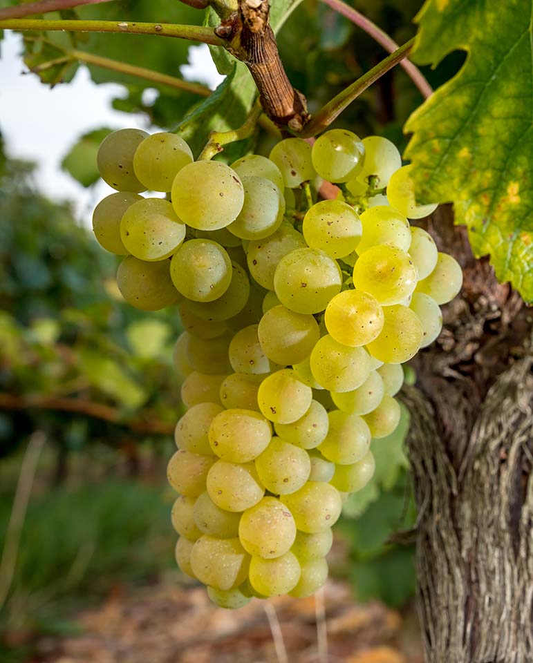 Chardonnay