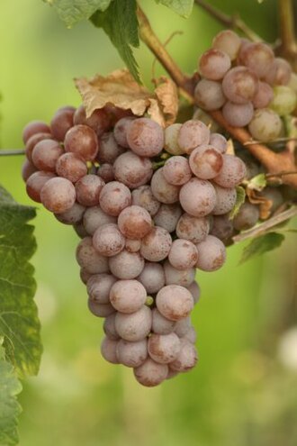 Gewurztraminer