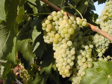 Macabeo