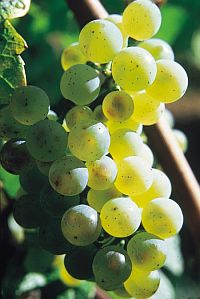 Riesling