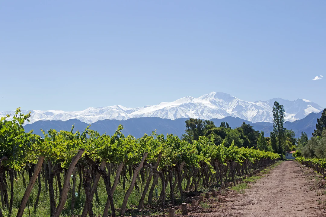 Argentinië is beroemd om zijn hooggelegen wijngaarden aan de voet van de Andes. De intense zon en koele nachten zorgen voor wijnen met rijp fruit, zachte tannines en een prachtige balans.